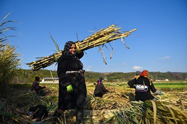 جمع‌آوری نیشکرهای برداشت شده توسط کشاورزان روستای ریکنده در استان مازندران