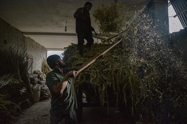 پس از جداسازی آب نیشکر پوسته  آن که خوراک خوبیست برای دام  جمع آوری شده و به دامداری ها منتقل می‌شود.