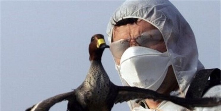 تشکیل قرارگاه مبارزه با آنفلوانزای فوق حاد پرندگان در گیلان