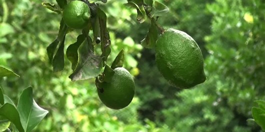 ورود به دنیای تولید با تسهیلات صندوق توسعه ملی/ استفاده از آب باران برای رهایی از تلخی و شوری آب منطقه