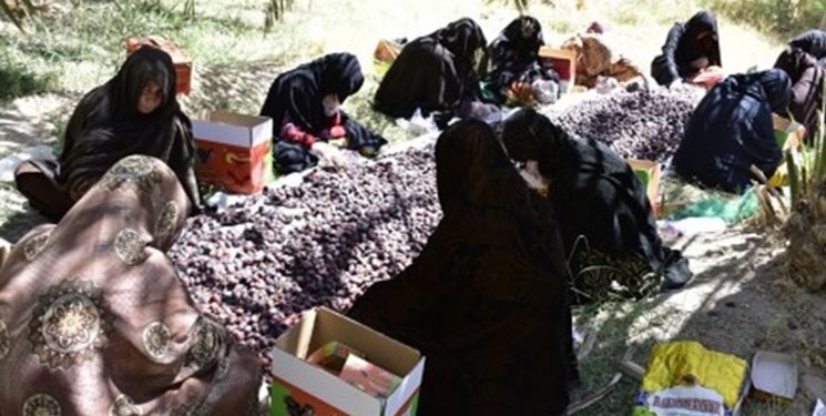 برداشت ١٣ هزار تن خرما از نخلستان‌های شهرستان سرباز