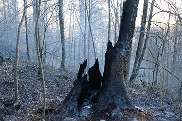 درختان خشک سرپا كه براثر آتش سوزی از بين رفته اند.