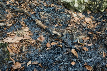 لاشبرگ‌هاي سوخته شده براثر آتش سوزي  در جنگل موسوم به «اشكته چال»  در حوزه ۳۰ آبخيزداری صفارود رامسر