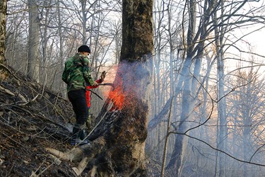 تلاش نيروهاي منابع طبيعي و جلوگيري از نقوذ بيشتر آتش در تنه درخت جنگلير 
