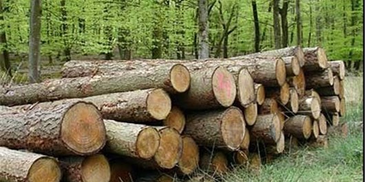درختان اکالیپتوس سرمایه‌ای کم نظیر در استان ایلام/ از تامین چوب تا ایجاد اشتغال