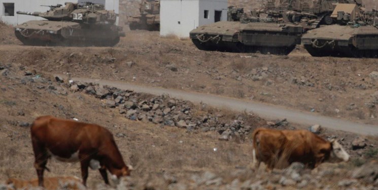 نظامیان صهیونیست گاوهای لبنان را پس دادند