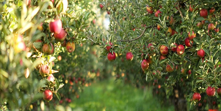 سریال وعده‌ها برای رفع مشکل بزرگترین صادرکننده سیب کشور/ ۶۰۰ هزار تن سیب، چشم انتظار یک جو تدبیر