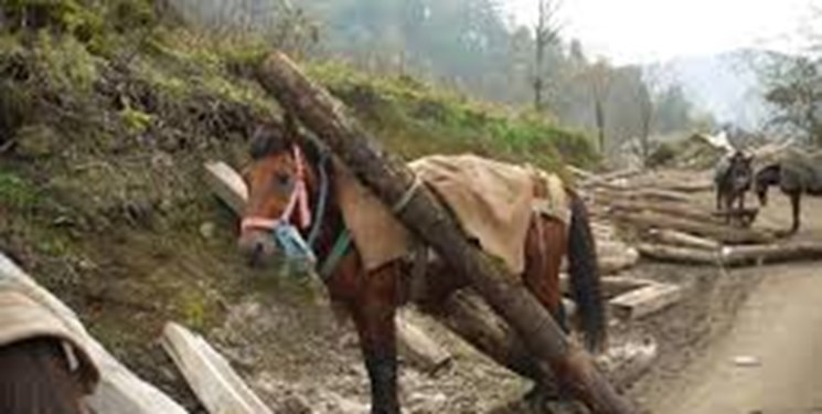 توقیف اسب‌های حامل چوب‌آلات جنگلی قاچاق در شهرستان نور