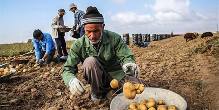 پنجشنبه، آخرین مهلت بیمه محصولات کشاورزی در استان قزوین