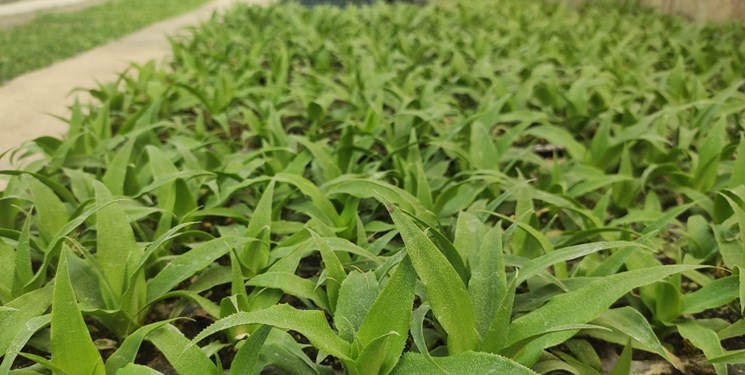 روایتی از تولید گلخانه‌ای آناناس تا جلوگیری از خروج میلیون دلاری ارز از کشور