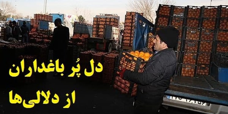 حکایت پر رمز و راز چرخه میوه از تولید تا مصرف/ وقتی همه چیز به کام دلالان است