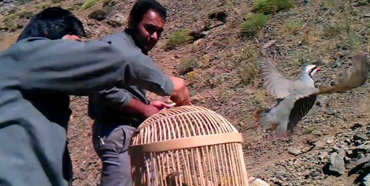 رها سازی ۱۰ قطعه کبک در منطقه شکار ممنوع کوه سرخ و کوه قلات