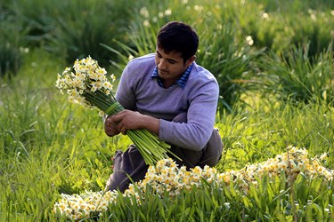 هر‌سال نزدیک ٣٥‌میلیون شاخه گل از نرگس‎زارهای بهبهان برداشت می‎شود