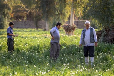 کارگران هر مزرعه به نوبت مشغول برداشت گل‌ها می‌شوند و در این کار بازدیدکننده‌ها نیز گاهی به کمک کارگرها می‌آیند و در چیدن گل به آن ها کمک می‌کنند