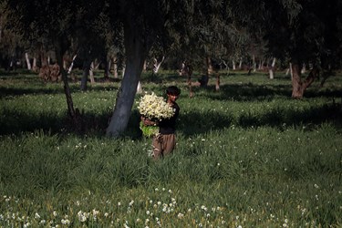 در خوزستان هر‌سال نزدیک به ٢٠٠‌میلیون شاخه گل تولید می‌شود اما نرگس که بیشتر در بهبهان کشت می‌شود