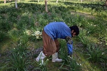 برای این گل خواص دارویی هم برشمرده‌اند که جایگاهش را در بین فرهنگ بومی و دینی بالاتر می‌برد.