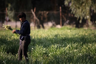 برداشت گل نرگس - بهبهان‎