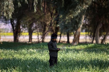 
شهر بهبهان در استان خوزستان، یکی از معروف‌ترین خواستگاه‌های گل نرگس در ایران به شمار می‌رود