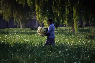  این گل زیبا دارای چهار نوع شهلا، شصت پر، پنجه گربه‌ای و کوچک است که از ارزش دارویی و صنعتی نیز برخوردار بوده