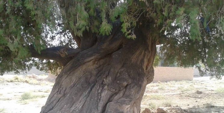 درخت سرو  ۱۰۰۰ ساله مشهدی در فهرست آثار میراث طبیعی کشور ثبت شد