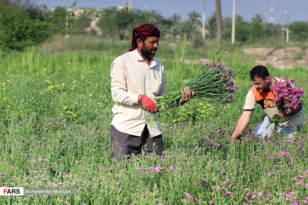 برداشت گل در شهرستان حمیدیه