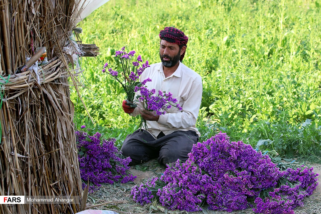 حمیدیه در تولید گل رتبه سوم استان خوزستان را دارد 