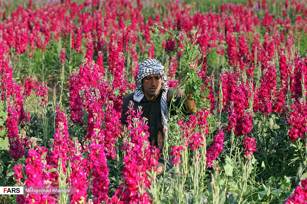شهرستان حمیدیه یکی از شهرستان‌های استان خوزستان در جنوب غربی ایران است که از گذشته کشاورزان در این شهرستان به تولید انواع گل می‌پرداختند