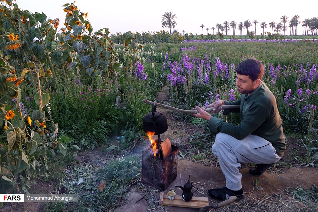 برداشت گل در شهرستان حمیدیه
