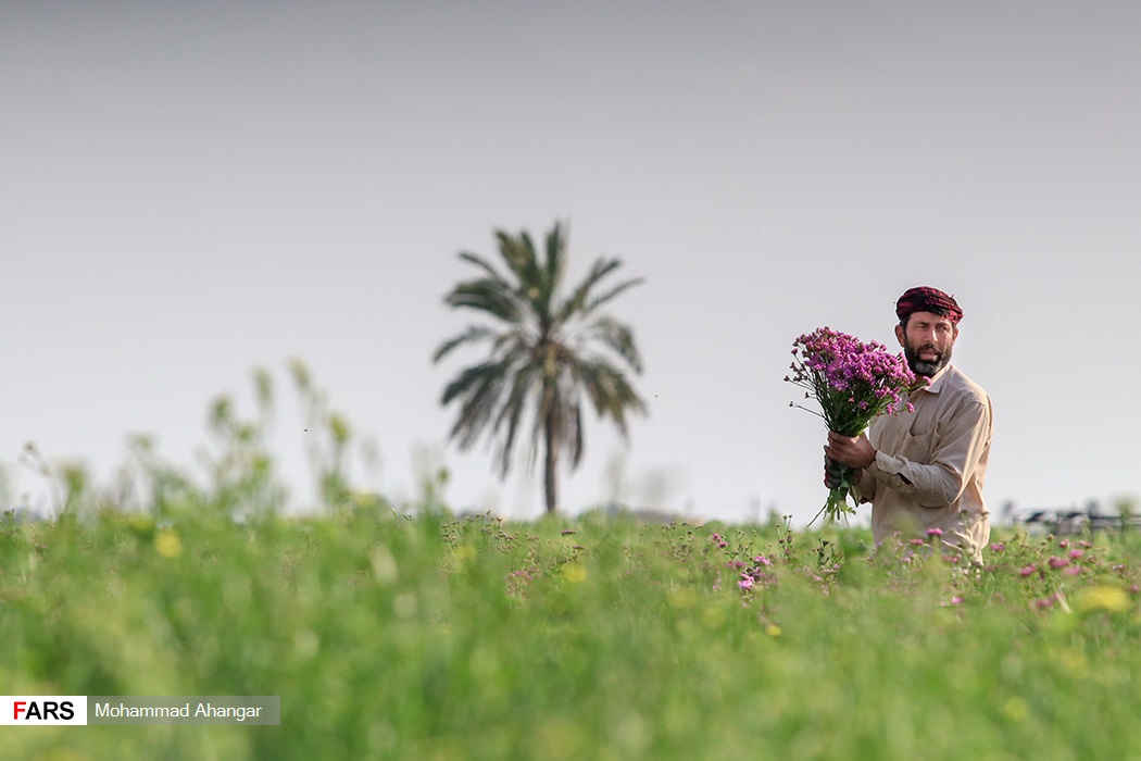برداشت گل در شهرستان حمیدیه