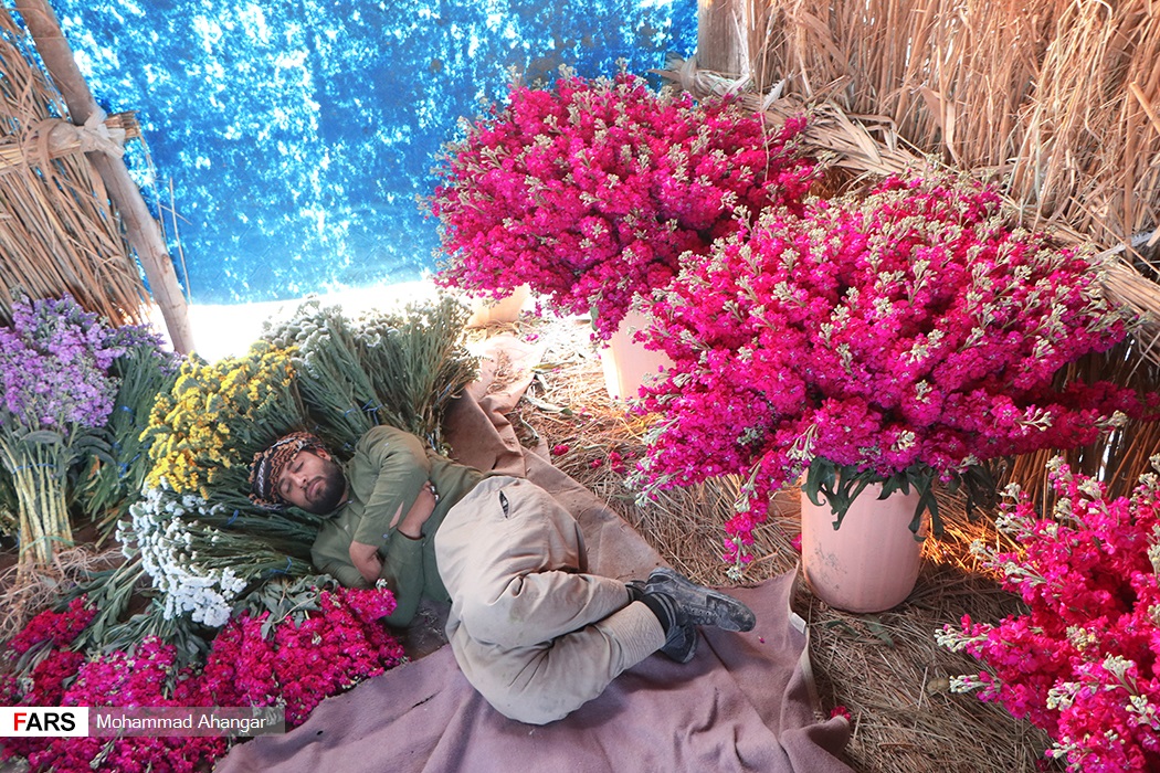 گل های برداشت شده از حمیدیه در تهران ، اصفهان، شیراز و اهواز به فروش می رسد