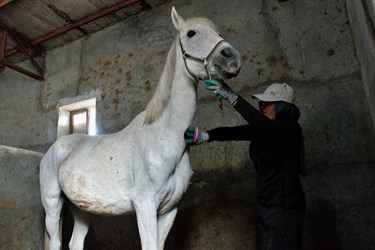 خانم رحیمی در حال تیمار اسب