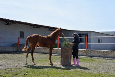خانم رحیمی در حال علوفه دهی به اسب