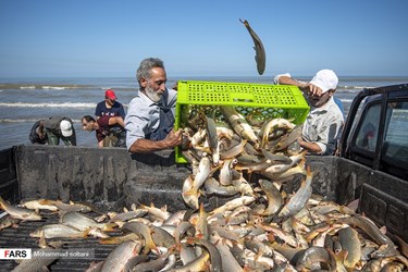 Caspian Sea: Fishing Season Ends in Iran