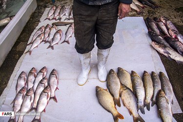 Caspian Sea: Fishing Season Ends in Iran