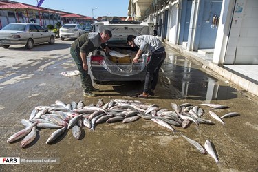 Caspian Sea: Fishing Season Ends in Iran