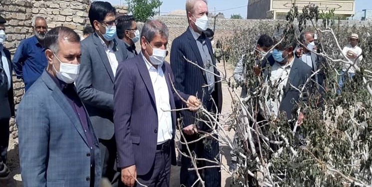 خسارت سرمای فروردین ماه به 170 هزار هکتار باغات کرمان