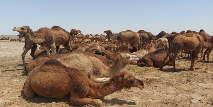 بیش از۶۴ هزارنفر شتر در سیستان وبلوچستان پلاک کوبی شد