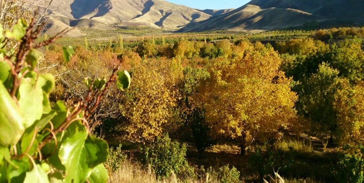 وارد شدن خسارت 90 درصدی به  باغات قطب تولید زرد آلوی لرستان