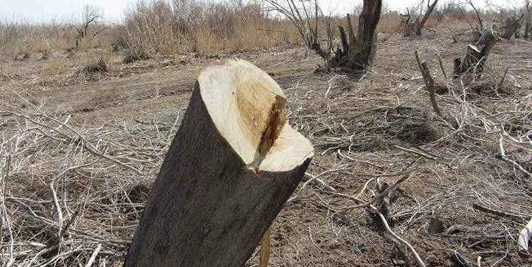 کشف نیم تن چوب قاچاق درخت تاغ در شاهرود