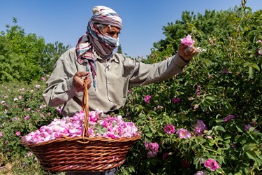 کارگر فصلی  در مزرعه میمند فارس به چیدن گل محمدی مشغول است.