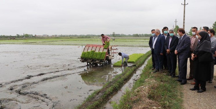 تولید 30 درصد برنج کشور در گیلان