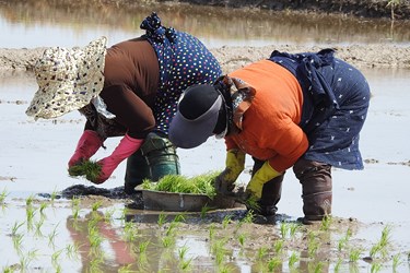 عکس| نشاء برنج توسط زنان و مردان زحمتکش گیلانی
