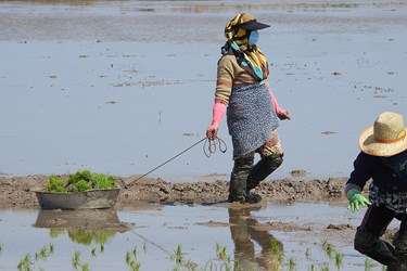 عکس| نشاء برنج توسط زنان و مردان زحمتکش گیلانی