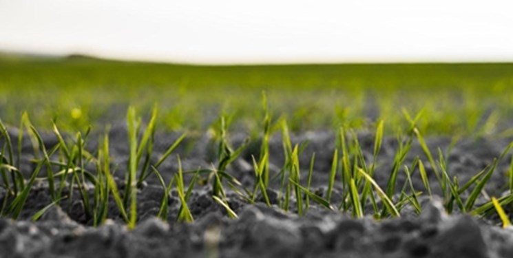 اجرای طرح جهش تولید دیم‌زارها در سطح ۲۳۵ هزار هکتار اراضی کشاورزی لرستان