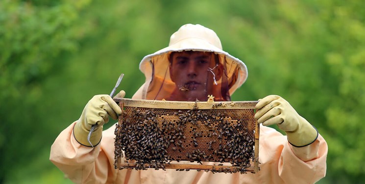 تولید سالانه ۴۵۰ تن عسل در استان سمنان