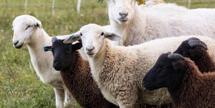 610 رأس گوسفند نژاد لاکن از گمرک آستارا ترخیص شدند