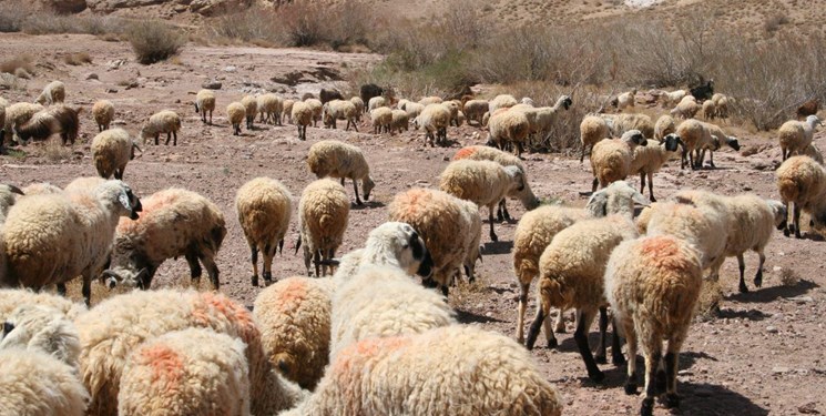 دام،استان،خريد،عشاير،مازاد،قيمت،دامداران،ايلام،فروش،امور،تضم ...
