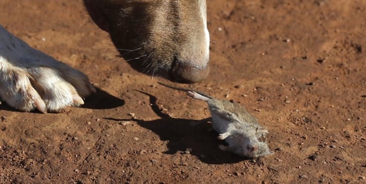 عکس‌های برگزیده جولان موش ها در  استرالیا/حق با موشهاست یا کشاورزان؟