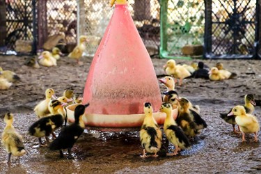 پرورش اردک در روستای حصار قاضی ورامین
