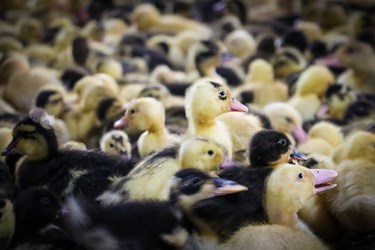 پرورش اردک در روستای حصار قاضی ورامین
